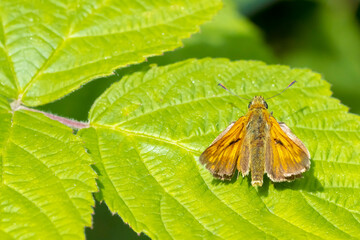 Large skipper Ochlodes sylvanus butterfly resting