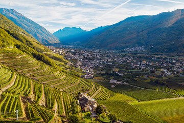 Fototapeta na wymiar terraces planted with vineyards in the Bianzone area, Valtellina, Italy