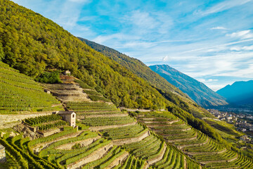 terraces planted with vineyards in the Bianzone area, Valtellina, Italy