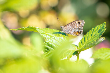 Wall Brown butterfly, Lasiommata megera, feeding on flowers