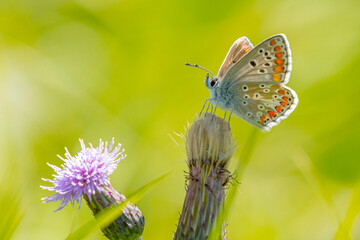 Common Blue butterfly, Polyommatus icarus, pollinating closeup