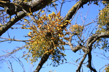 Misteln in einem Baum