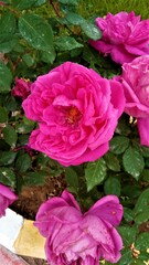 Fototapeta premium beautiful pink rose flower