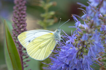Green-veined white butterfly, Pieris napi, resting in a meadow