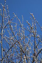 the willow branch blossomed in spring
