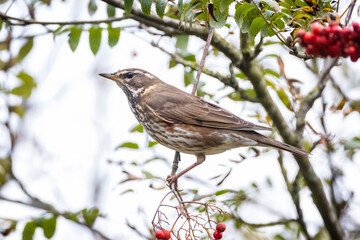Redwing Turdus iliacus bird eating berries