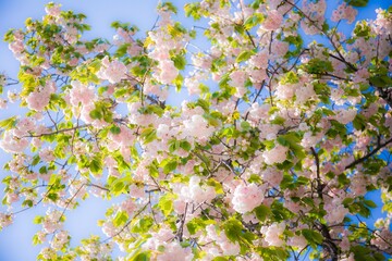 八重桜