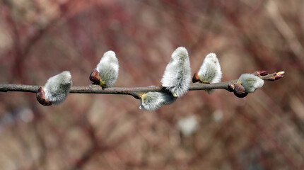 the willow branch blossomed in spring
