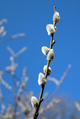 the willow branch blossomed in spring
