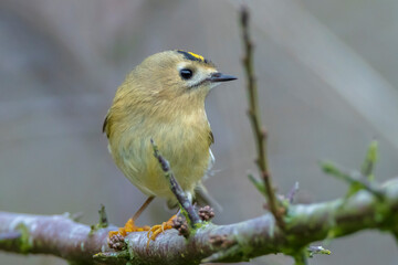 Goldcrest bird, Regulus regulus, foraging through branches of trees and bush
