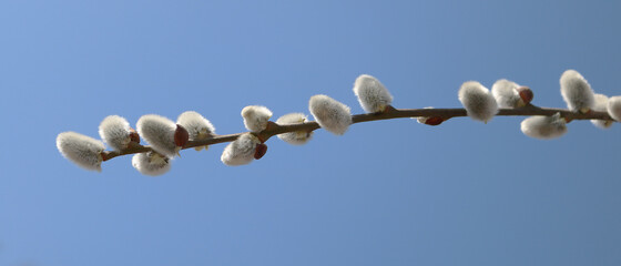 the willow branch blossomed in spring
