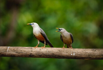 Malabar Starling