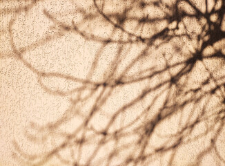 Silhouette or shadow of tree branches on concrete wall background