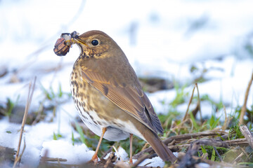 Song thrush bird, Turdus philomelos, foraging in snow, beautiful cold Winter setting