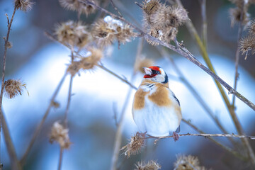 European goldfinch bird, Carduelis carduelis, perched eating seeds in snow during Winter season
