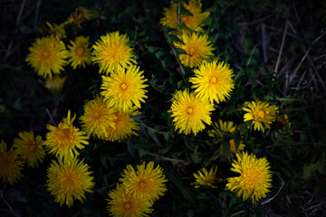 yellow dandelions on grass