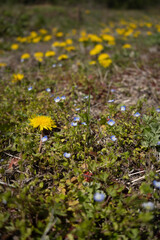 flowers in the forest