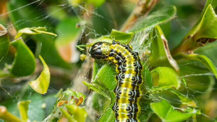 Close up of a caterpillar on branch with green leaves. Nature contest. Spring time