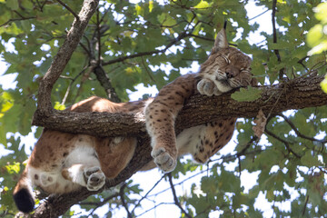 lince