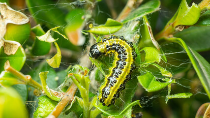 Close up of a caterpillar on branch with green leaves. Nature contest. Spring time