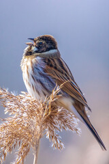 Singing common reed bunting, Emberiza schoeniclus, bird in the reeds on a windy day