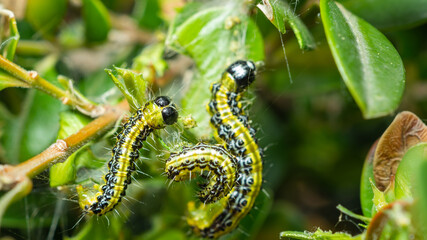 Close up of a caterpillar on branch with green leaves. Nature contest. Spring time