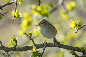 Common chiffchaff bird Phylloscopus collybita