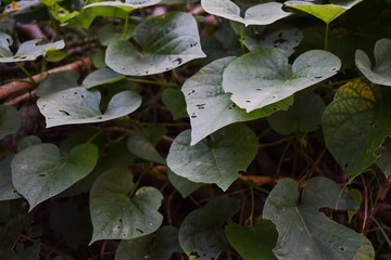 leaves in the rain