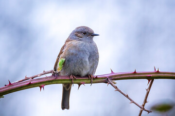 Dunnock Prunella modularis bird singing during Springtime