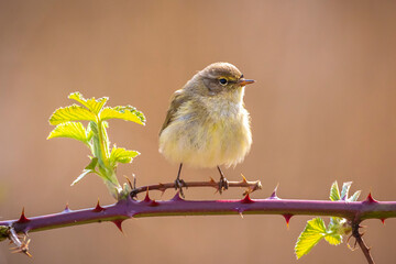 Common chiffchaff bird Phylloscopus collybita