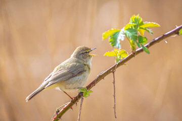 Common chiffchaff bird Phylloscopus collybita