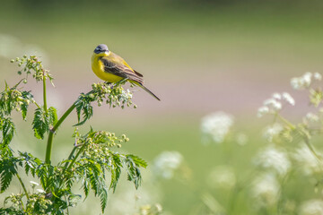 Closeup of a male western yellow wagtail bird, Motacilla flava, singing