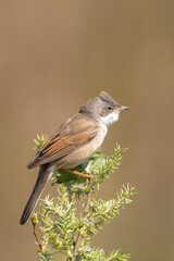 Whitethroat bird, Sylvia communis, foraging in a meadow