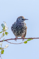Male common starling bird Sturnus vulgaris with beautiful plumage
