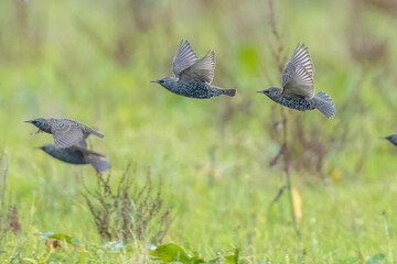 A flock of common starling birds Sturnus vulgaris migration in flight