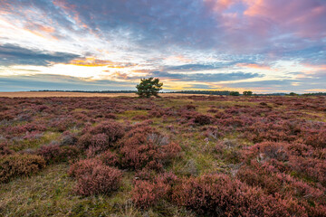 Colorful sunset at moorland landscape national park the Hoge Veluwe