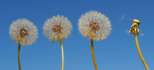 dandelion in the row