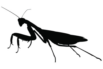 Mantis vector, isolated on a white background. Mantis religiosa stock illustration.