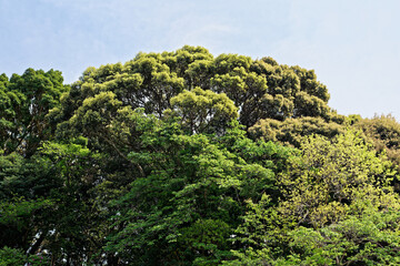 Fototapeta na wymiar forest landscape trees canopy on spring blue sky