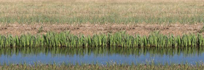 Widescreen photo of a row of leaves of yellow flag water plants (Iris pseudacorus) without flowers mirrored in blue water in spring with cut reeds and grass in the background