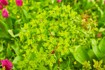 Ascot Rainbow Euphorbia, flowering spurge blooming in the backyard. Euphorbia flowering evergreen...
