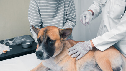 closeup dog face doctor use syringe giving dog vaccine in pet clinic