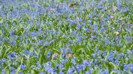 Sibirischer Blaustern (Scilla siberica), Zierpflanze in Deutschland, Europa