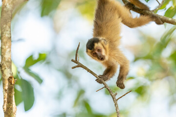 The Hooded capuchin monkey (Sapajus cay)