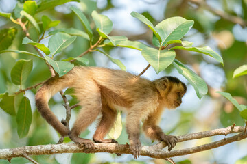 Fototapeta premium The Hooded capuchin monkey (Cebus apella cay)