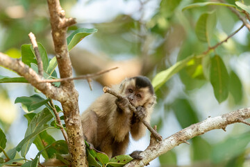 The Hooded capuchin monkey (Sapajus cay)