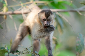 The Hooded capuchin monkey (Cebus apella cay)