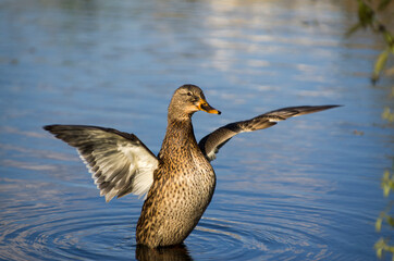 duck on the water