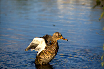 duck on the lake