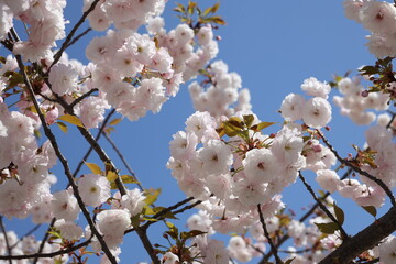 Beautiful flowering Japanese cherry. Background with flowers on a spring day.